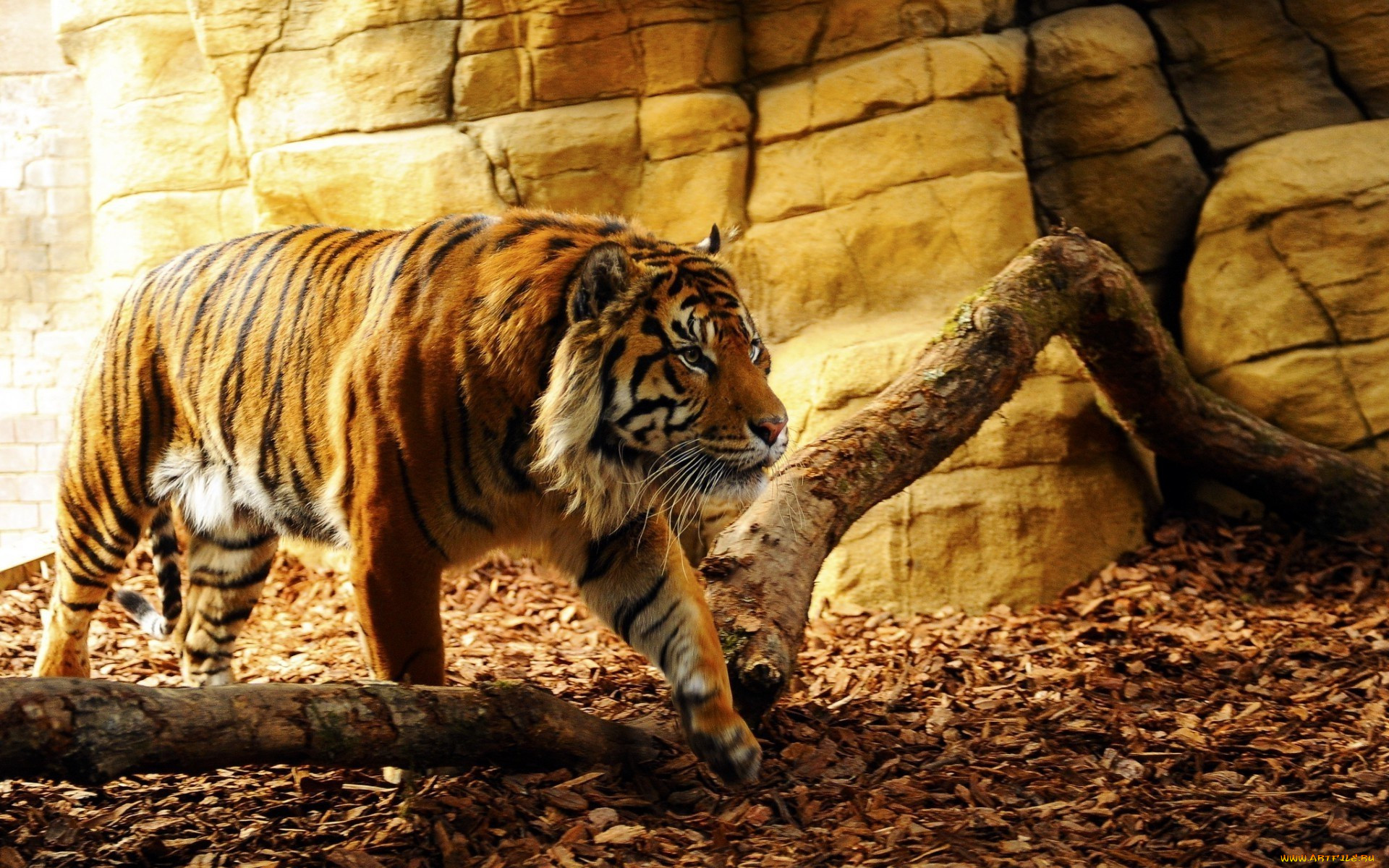 , , fang, animal, predator, tiger, tora, konoha, leaf